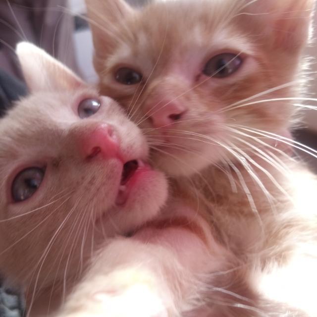 niall_adele's tweet image. 