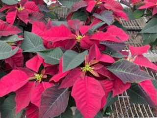 Meadow_View's tweet photo. #ChristmasDecorating #MVGChristmas #Wreath #Evergreen #christmasdecor #HappyHolidays #christmasiscoming #christmasspirit   #christmasseason #christmasinspiration #holidayseason #holidaydecor #poinsettia https://t.co/jXLeo5nxLr