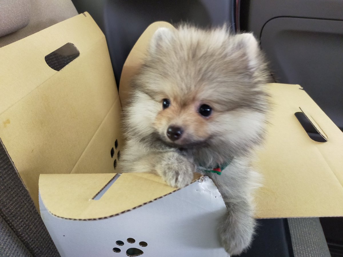 fizz_pom's tweet photo. ポメラニアンの男の子、フィズくんを迎えました！
記録も兼ねて写真や動画をちまちま投稿したいと思います。
よろしくお願いします🤗🤗🤗
#ポメラニアン
#パピー
#子犬 https://t.co/gx9vN2BBlh