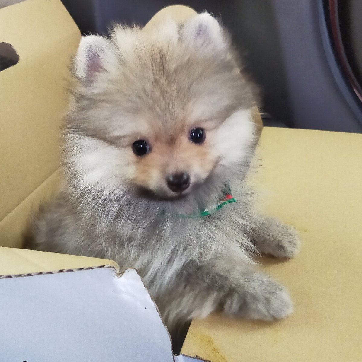 fizz_pom's tweet photo. ポメラニアンの男の子、フィズくんを迎えました！
記録も兼ねて写真や動画をちまちま投稿したいと思います。
よろしくお願いします🤗🤗🤗
#ポメラニアン
#パピー
#子犬 https://t.co/gx9vN2BBlh