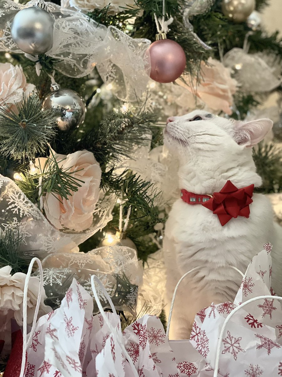 _Captain_Cat_'s tweet photo. Momo taking her role as “present” very seriously. 🎄🎁 https://t.co/xVmUDVhKrX
