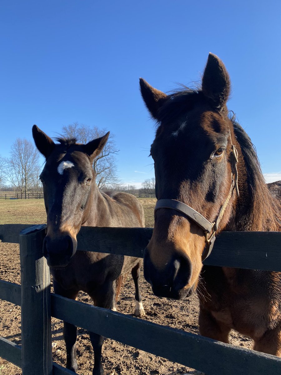 Mystery Trip and Gold Round <a href="/Oldfriendsfarm/">Old Friends</a> <a href="/Fijithegreat/">Jaime Roth</a>
