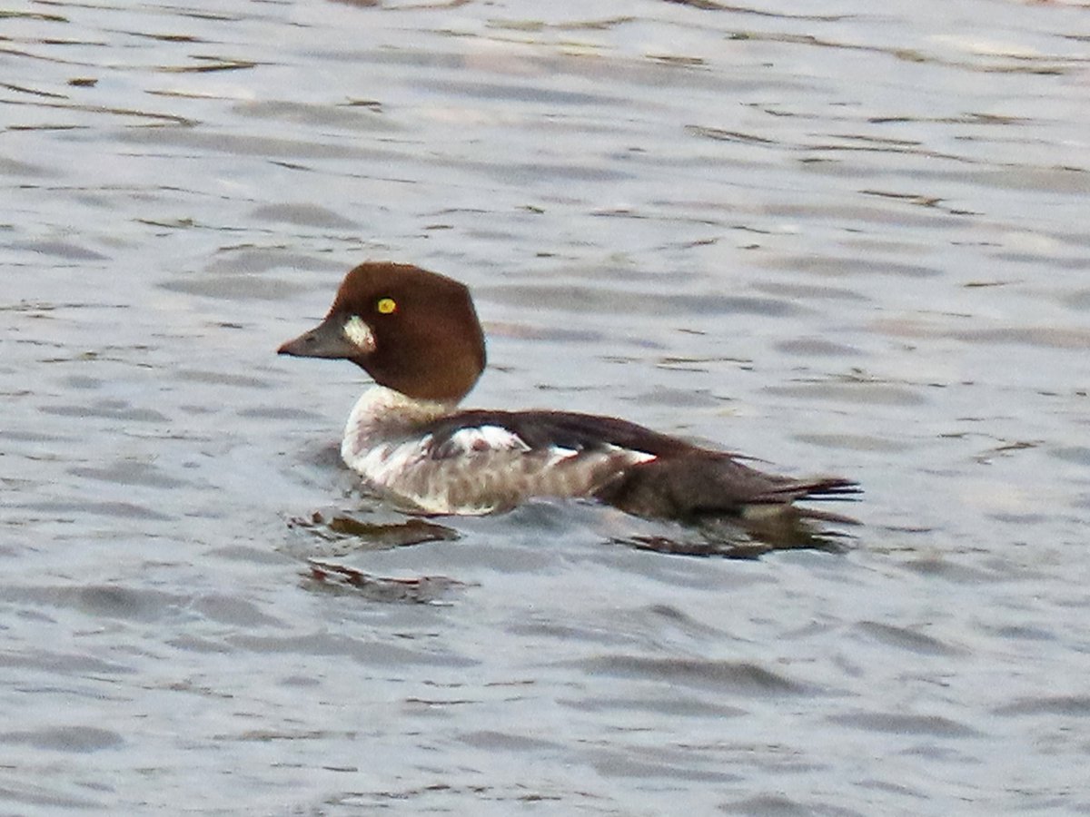 Vogels6's tweet photo. #BirdsSeenin2022

#BRILDUIKER ♂

Gezien 05-11-2022 op de Grensmaas noordelijk van Maastricht

@vogelnieuws @waarneming @sovon @VroegeVogels @Britnatureguide 

#commongoldeneye #bucephalaclangula #schellente https://t.co/s3P6o690uF