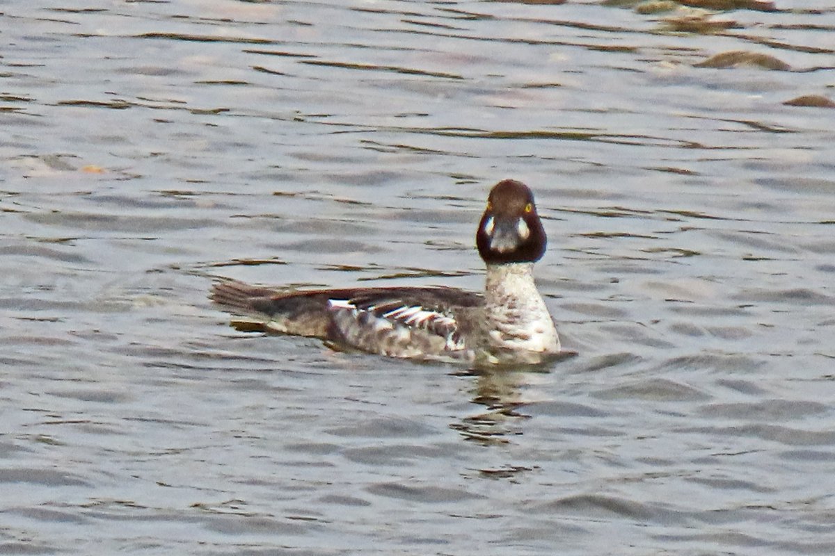 Vogels6's tweet photo. #BirdsSeenin2022

#BRILDUIKER ♂

Gezien 05-11-2022 op de Grensmaas noordelijk van Maastricht

@vogelnieuws @waarneming @sovon @VroegeVogels @Britnatureguide 

#commongoldeneye #bucephalaclangula #schellente https://t.co/s3P6o690uF