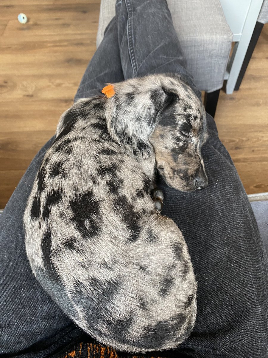 cieluuun's tweet photo. @felicieakafee coucou moi c’est othis🧡 https://t.co/XVCntc8xMJ