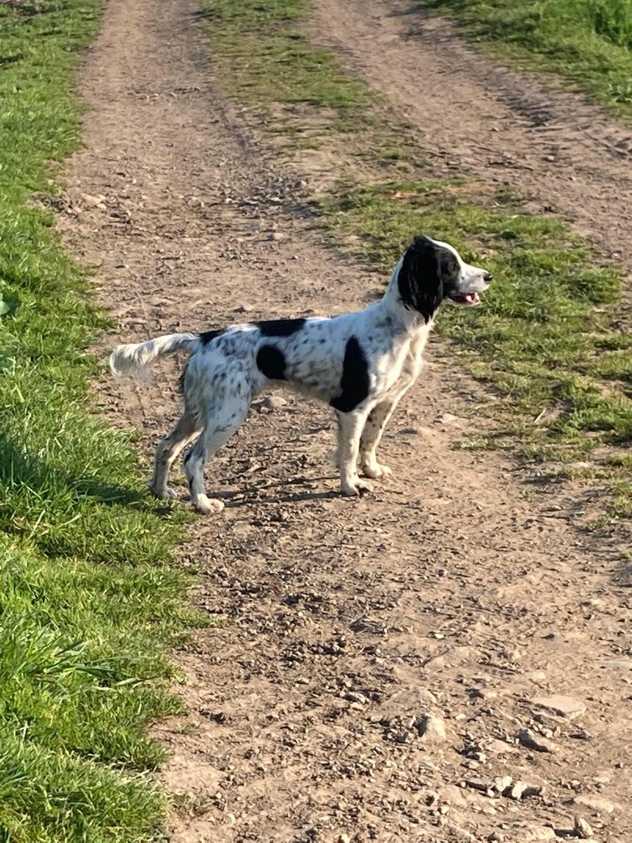 rosieDoc2's tweet photo. HOLLY & HARPER sadly still no sightings of them.Pls look out for them if around #Forcett, #Caldwell, #Eppleby, #Aldbrough, #EastLayton, #Melsonby surrounding areas. They can travel! please call 07934858456/ 07703593480/01325718427
#Richmond/#Darlington ๐
https://t.co/4NyZtTGaIN https://t.co/6SUtA4lWSv