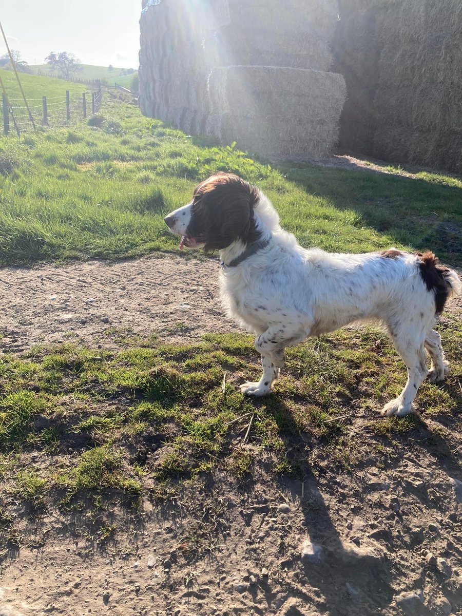 rosieDoc2's tweet photo. HOLLY & HARPER sadly still no sightings of them.Pls look out for them if around #Forcett, #Caldwell, #Eppleby, #Aldbrough, #EastLayton, #Melsonby surrounding areas. They can travel! please call 07934858456/ 07703593480/01325718427
#Richmond/#Darlington ๐
https://t.co/4NyZtTGaIN https://t.co/6SUtA4lWSv