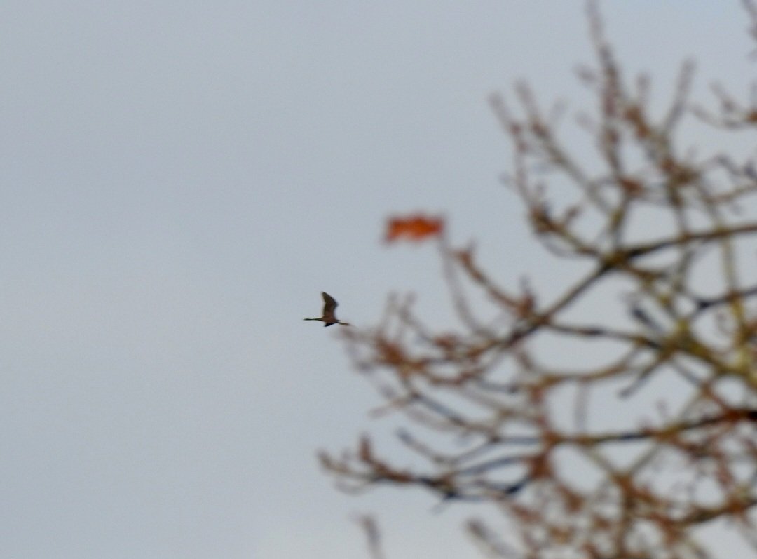 Thought finding a December Common Sandpiper on the patch <a href="/NorthCaveWet/">North Cave Wetlands</a> would be the highlight of the day until this Glossy Ibis got up from fields to north of the reserve before then flying over the reserve. 
Photo courtesy of @SGriffiths1302