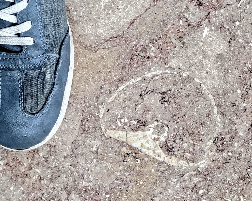 Un equinoideo (erizo de mar) en una sección que permite ver el peristoma (boca). 
En Bologna, Italia. 
<a href="/Paleourbana/">Paleourbana</a> @pavementgeology