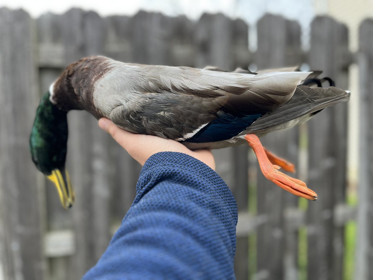 BrandonMalson's tweet photo. Triple curl drake mallard! 🦆 https://t.co/qkGXtcI8IY