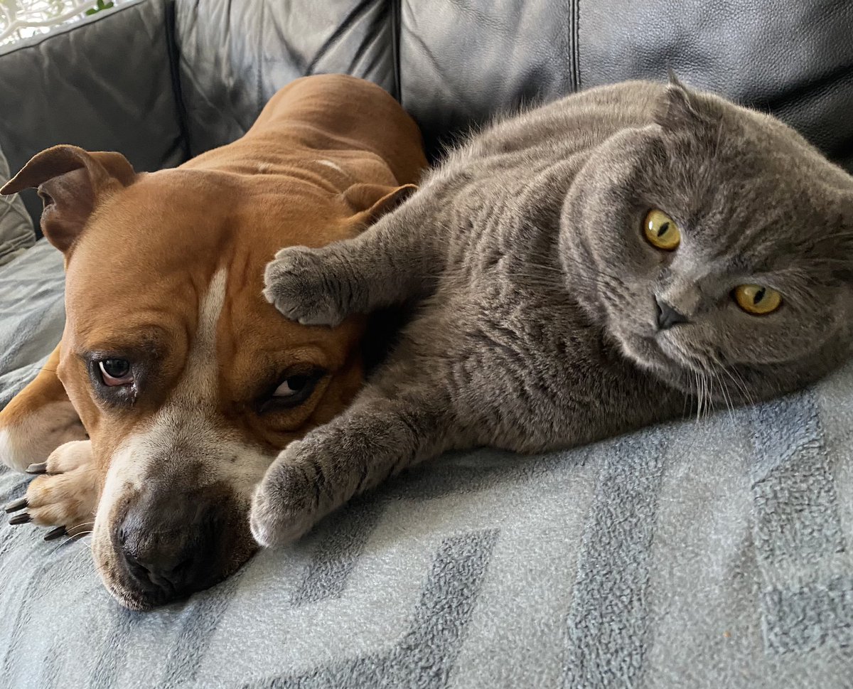 KORSIMO (@korsimo1) on Twitter photo 