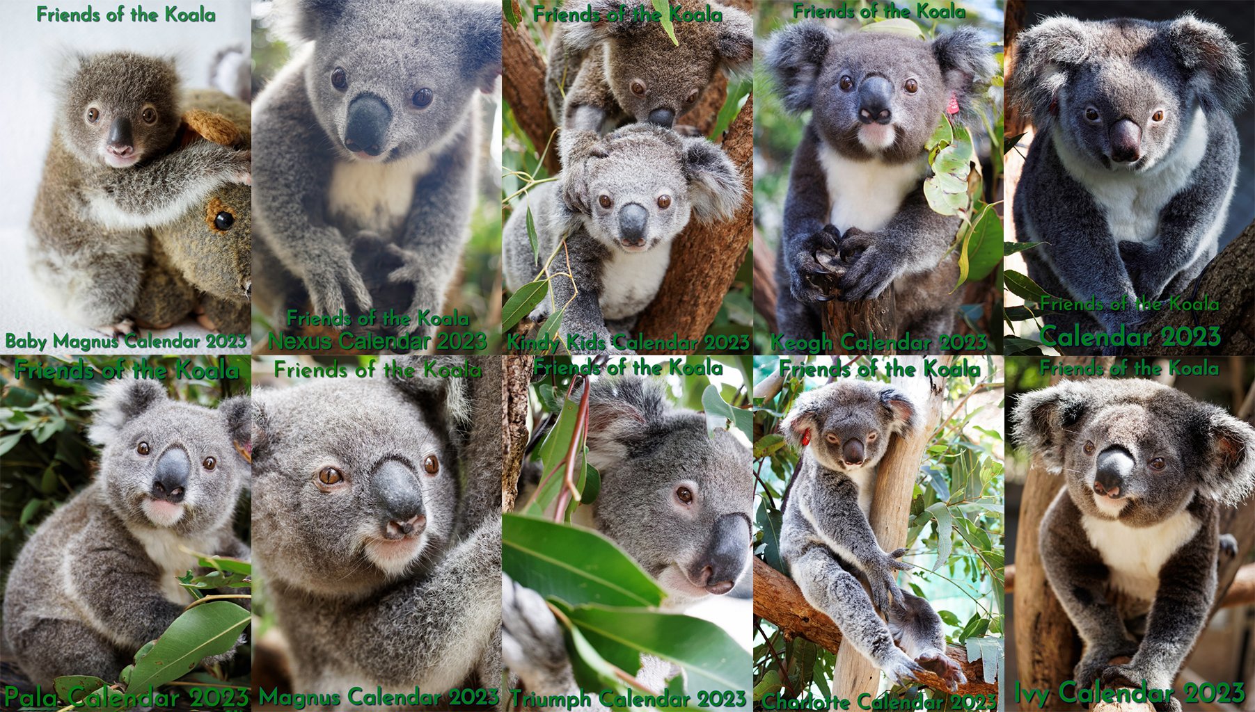 Brad Mustow on X: "Friends of the Koala have 10 calendars of our favourite  koalas to download for free at this link. https://t.co/8vXr4Hy3RC  #friendsofthekoala @LinguIna20 @talkingkoala https://t.co/SKBMM3BVR6" / X