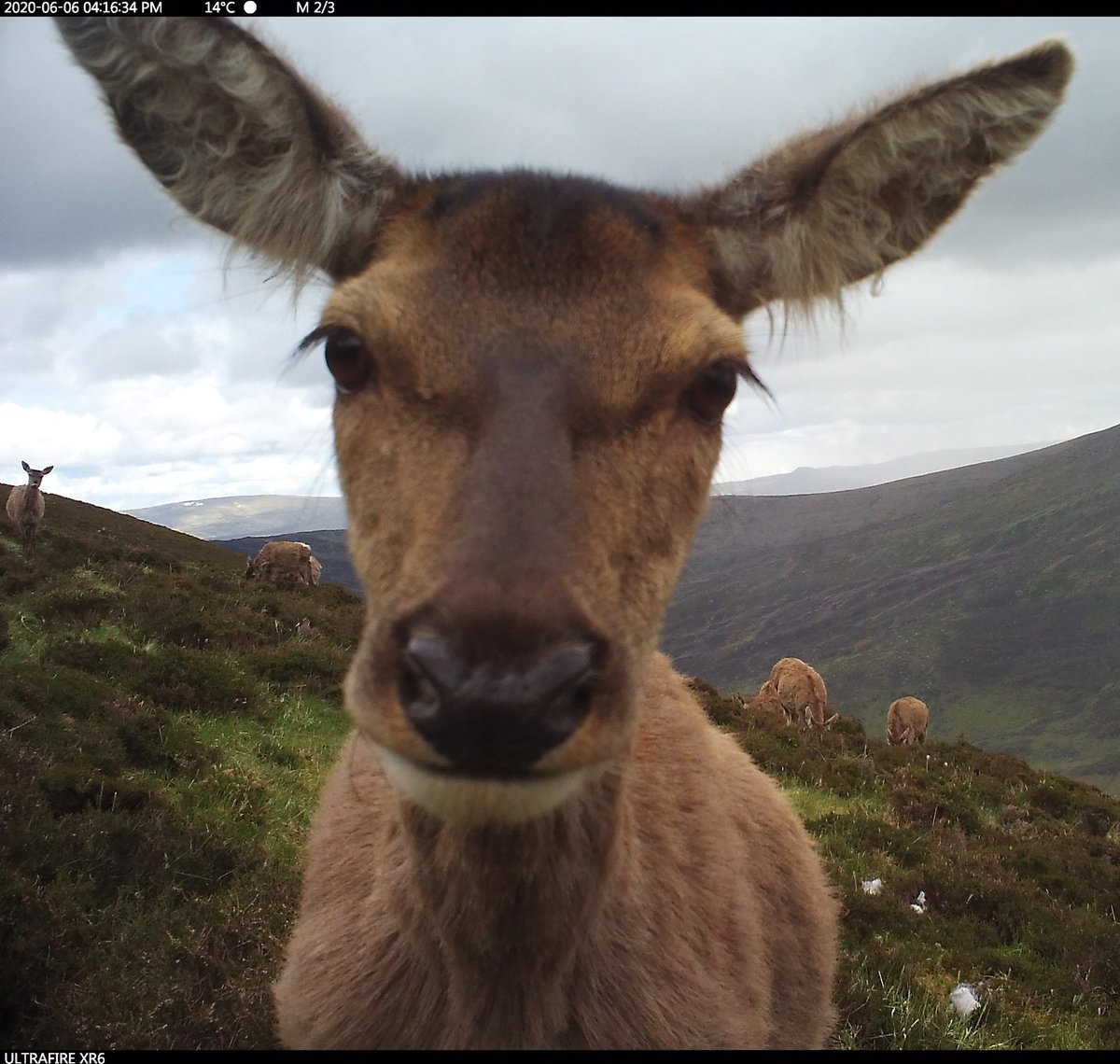 Deer diary: Not enjoying the annual what-does-this-script-do and how-do-I-do-that-thing-in-arc-again and didn't-I-write-instructions-for-that process this Saturday evening