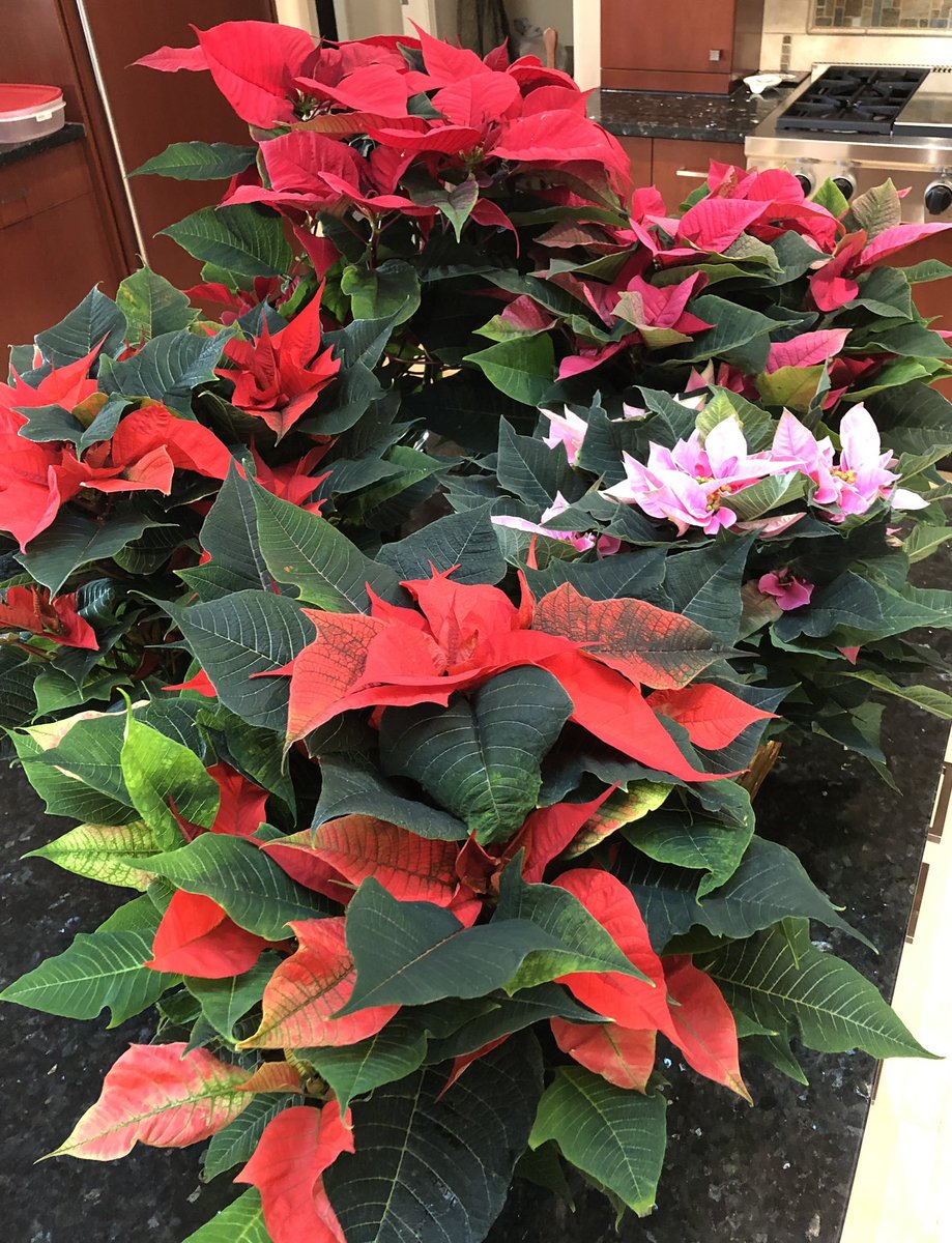 @DSchatteMD tweet media