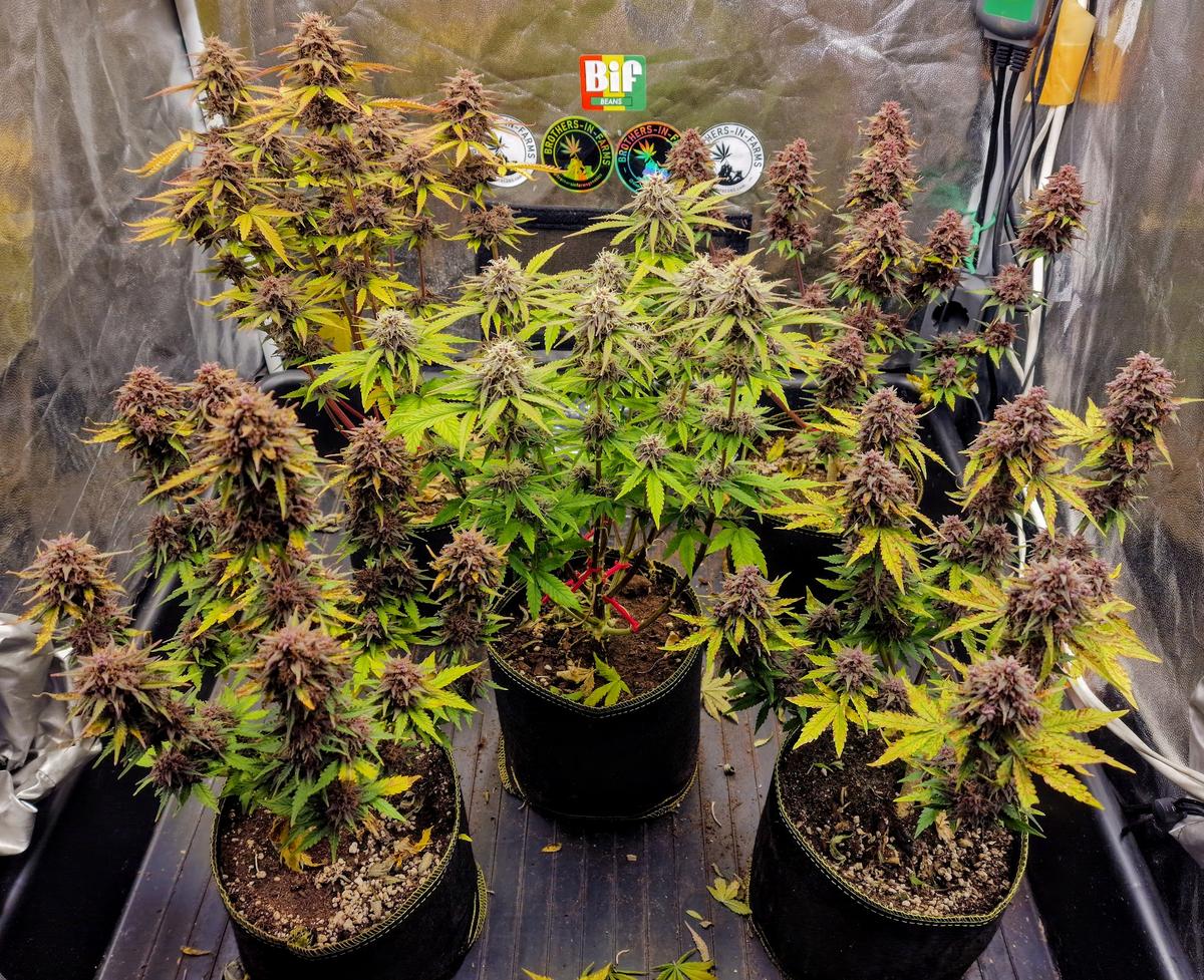 BIF_Cannabis's tweet photo. Photo by Discord member: ilsoe
Visit us @ https://t.co/5bWuSnaAWN for more information.
#yihb #cannabis #weed #marijuana #mmemberville #growyourown #CannabisCommunity #cannabisculture #StonerFam #Hemp #Homegrown #homegrow #cannabiscommunity #brothersinfarms https://t.co/7Ve9wISN00