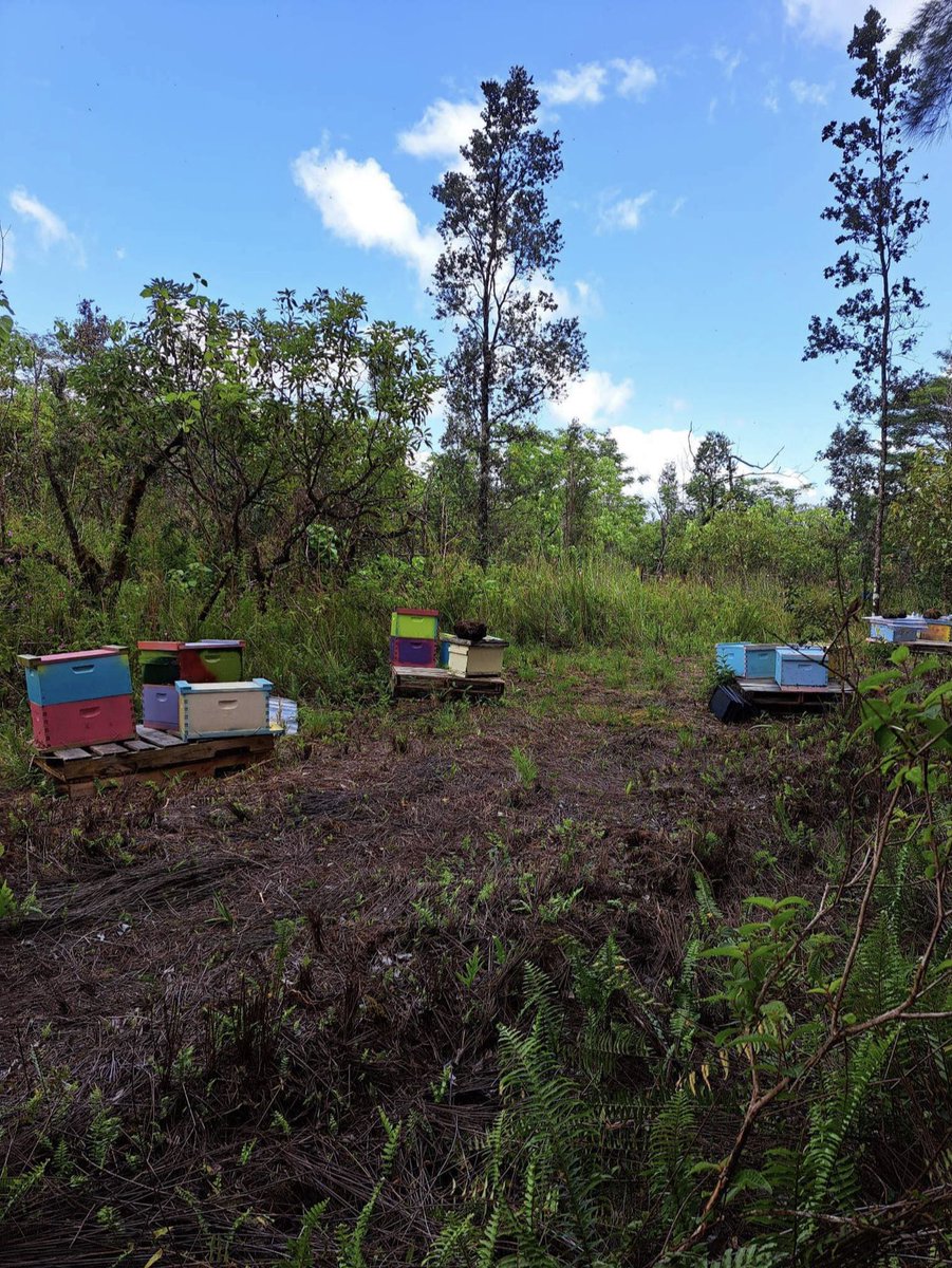 FinallyProduce's tweet photo. The bees are happy and growing fast. We are now adding another set of boxes on each hive! The bees just love the weather here all year on Big Island Hawaii.

#beekeeperslife #beehives #savethebees #bees #beekeepers #bee  #honeybees #honey #beehives #Hawaii #polinators #apiculture https://t.co/YqLVPC3RbN
