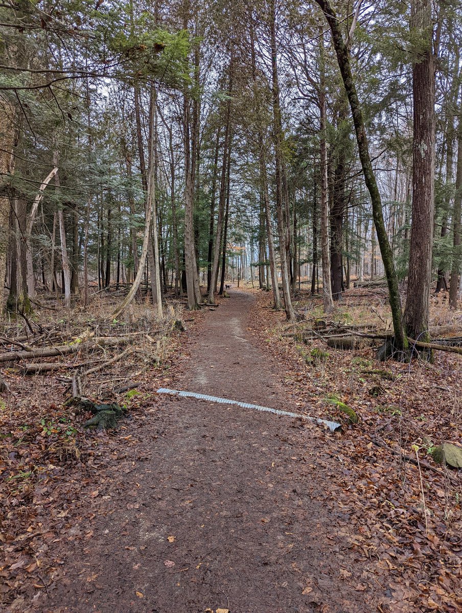 nemki's tweet photo. I spy with ny little eye, a very happy #Dog 🐾🐕🐾

#doggy #dogsoftwitter #DogsOnTwitter #dogs #hiking #guelph #trail https://t.co/xhpg3OvsTu