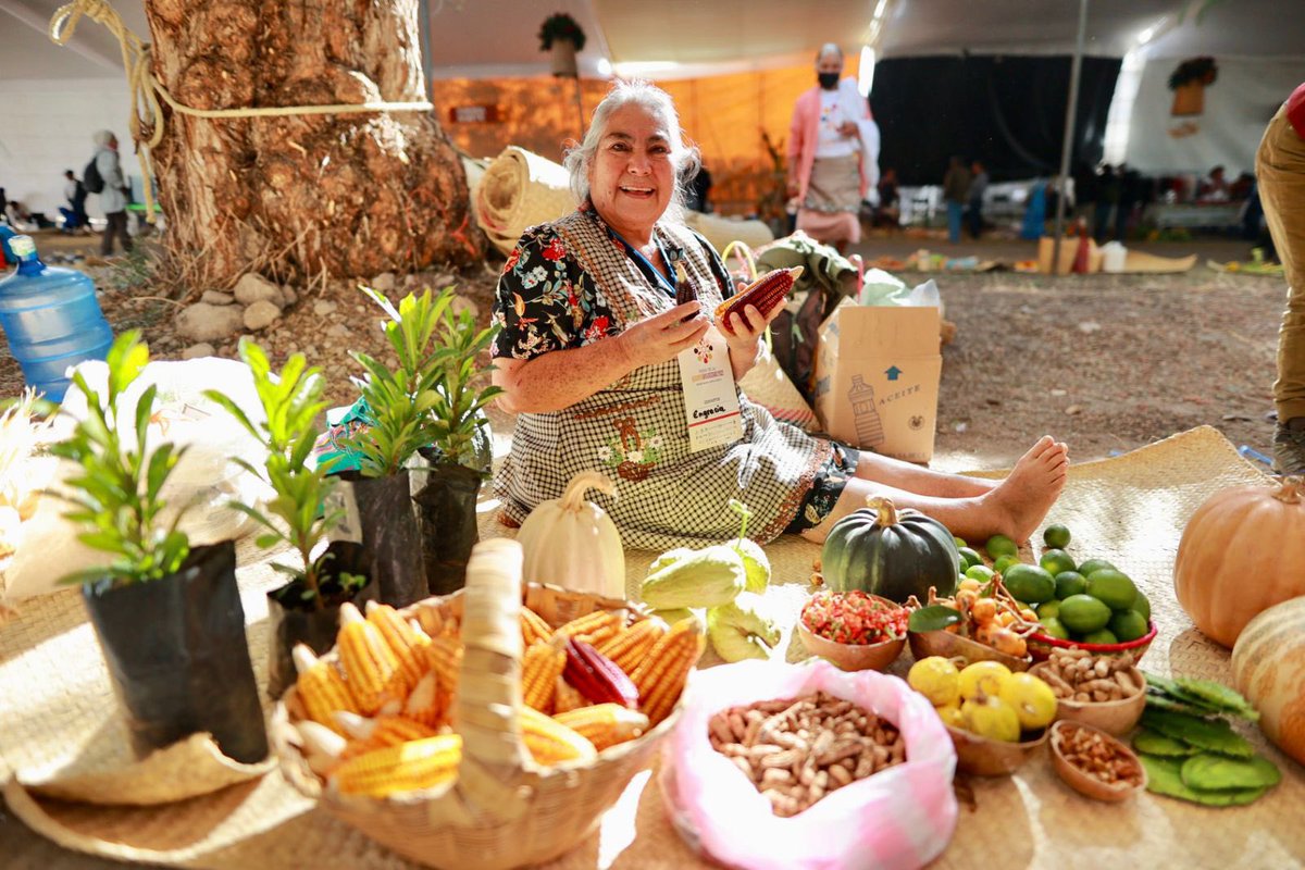 KarinaBaronO's tweet photo. Hoy, el Gobernador @salomonj presentó el Programa “Alimento Seguro, Bienestar Familiar” del @GobOax; con el objetivo de impulsar a familias campesinas para producir su propio maíz, frijol, hortalizas, árboles frutales y aves de traspatio. 

#UnPuebloTransformandoSuHistoria https://t.co/Co2pmlwVfI