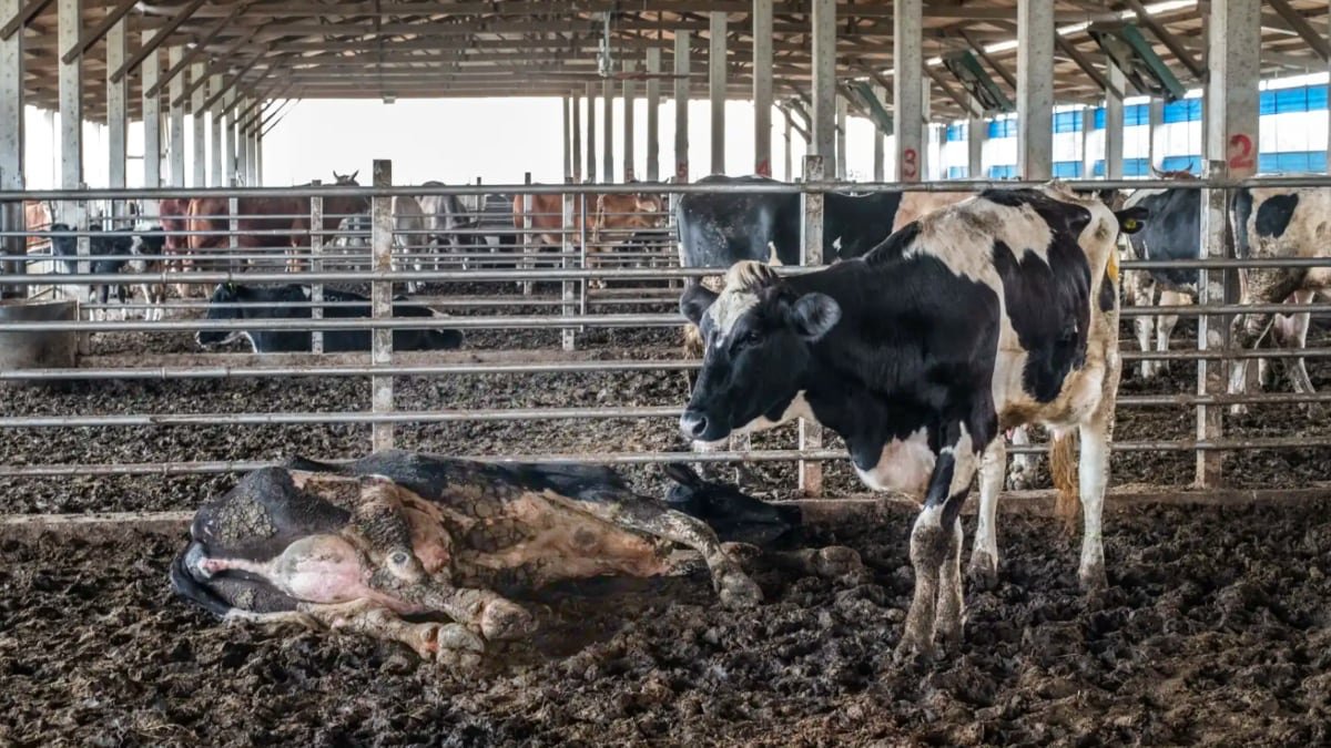 gruntvegan's tweet photo. One day, society will look back on factory farming as one of humanity's most catastrophic inventions. For the billions of individuals currently trapped within this system, that day can't come soon enough.

Veganism + plant-based is the future, a kinder future.

📷We Animals Media https://t.co/kJijWaNwp5