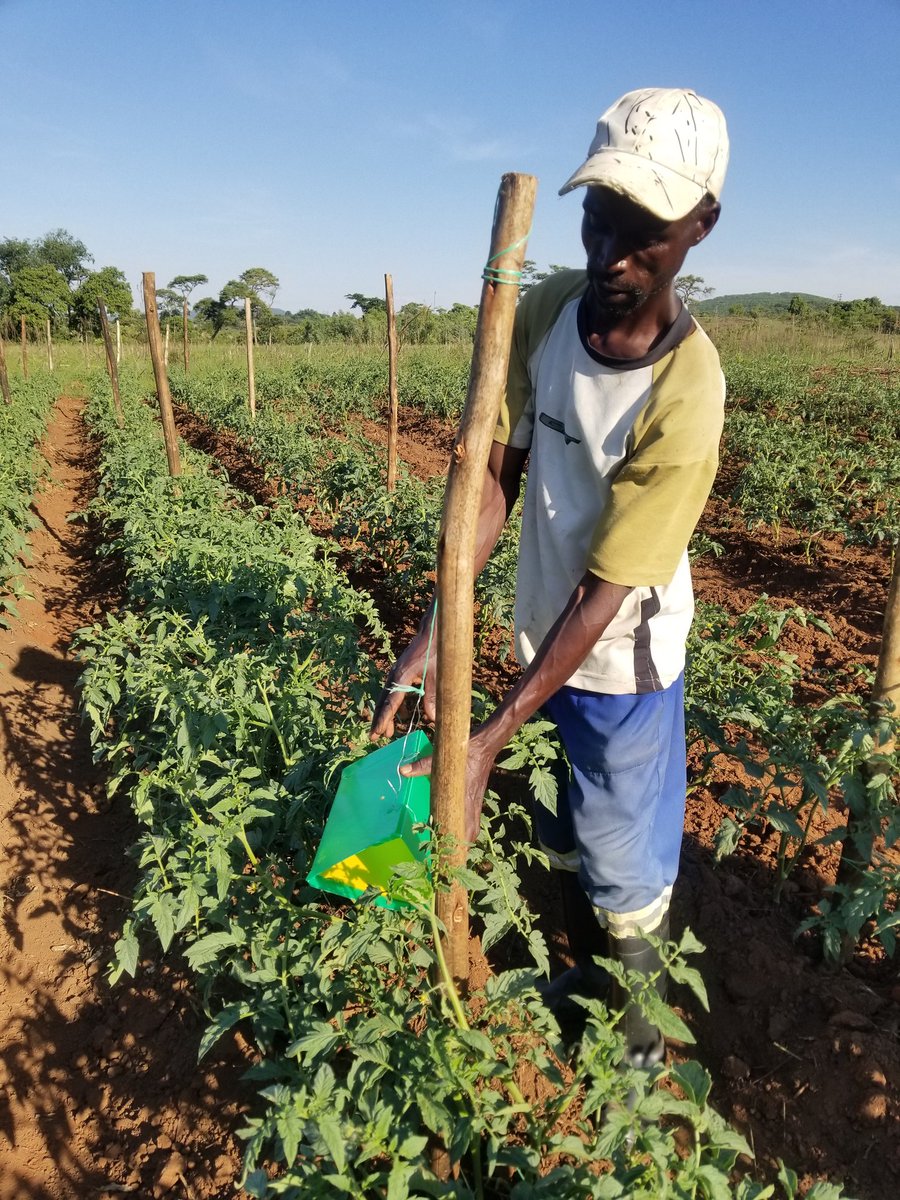 MaminiminiObert's tweet photo. #SmartAgriculture Combating Tuta absoluta in a smart manner courtesy @yofavagronomist. Integrated Production and Pest Management #IPPM offers healthy & sustainable pest management solutions @AgritexS @MukuvariKaroi @PhiriDivah @mucharedzeyi @fpc_online @DonaldTchidoori @FAO https://t.co/4kSLvnVt47