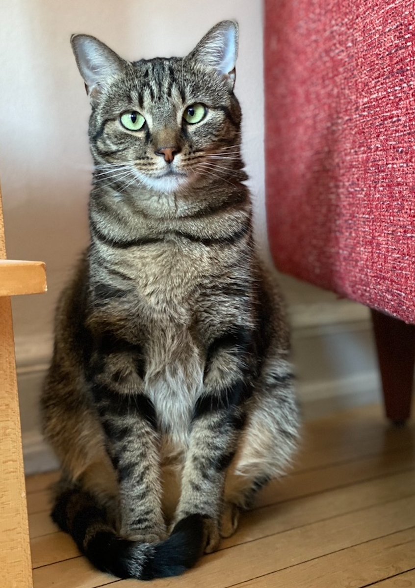 mollyhc's tweet image. Hi DC followers, my sweet cat Charlie slipped out my fire escape door early this morning at my apartment in Petworth/16th St. Heights, on Georgia Ave near Webster. 

Please DM me if you find her or possibly see her anywhere! She is very shy and timid.