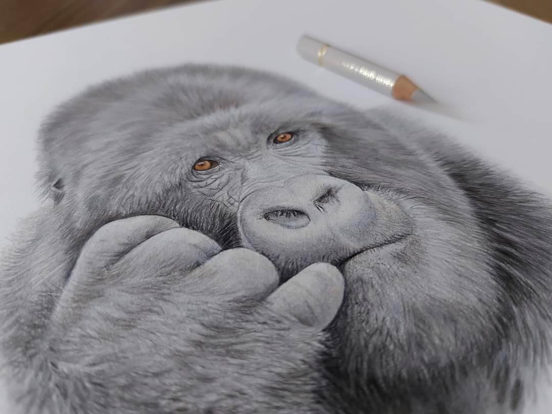 srh_sue's tweet photo. I've always loved drawing primates.
Grateful all these originals have now sold. 💛
#primates #drawing #pencilart #colouredpencils #art https://t.co/MqtA4CQx2g