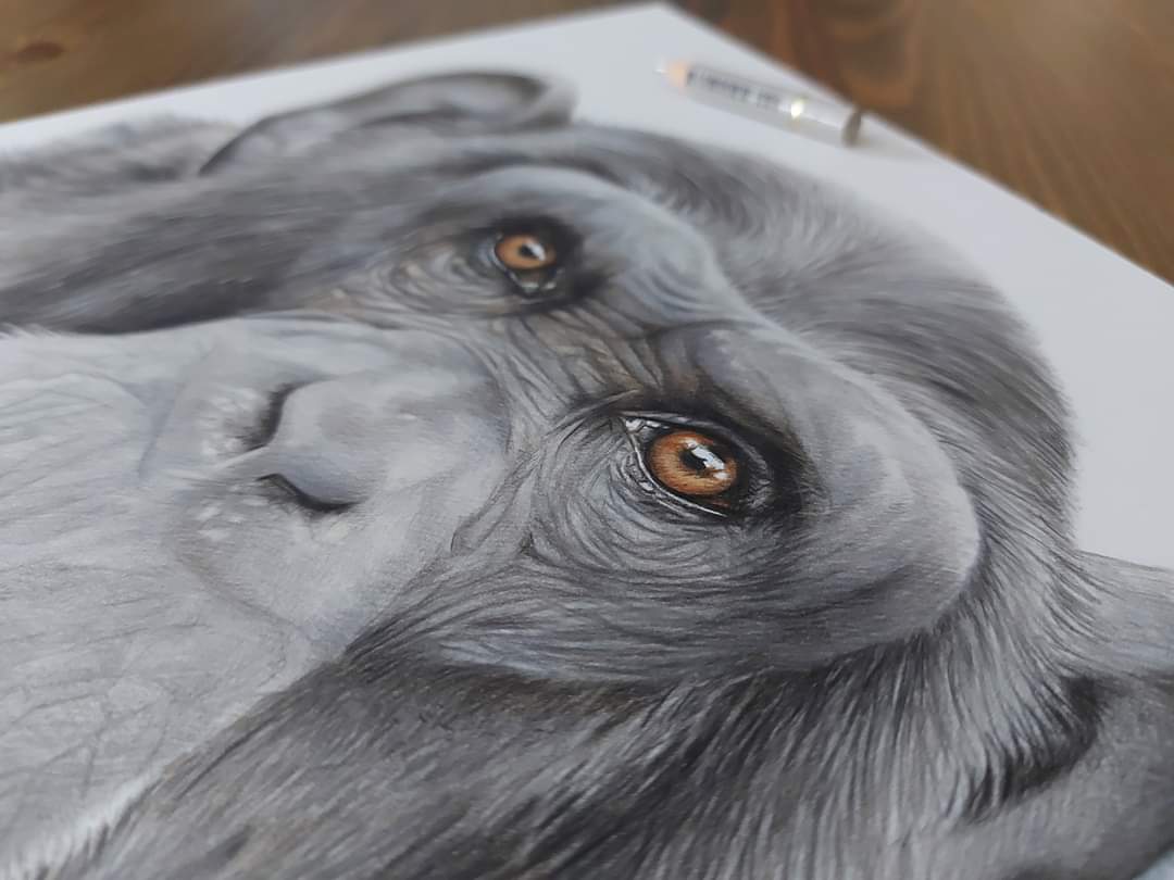 srh_sue's tweet photo. I've always loved drawing primates.
Grateful all these originals have now sold. 💛
#primates #drawing #pencilart #colouredpencils #art https://t.co/MqtA4CQx2g