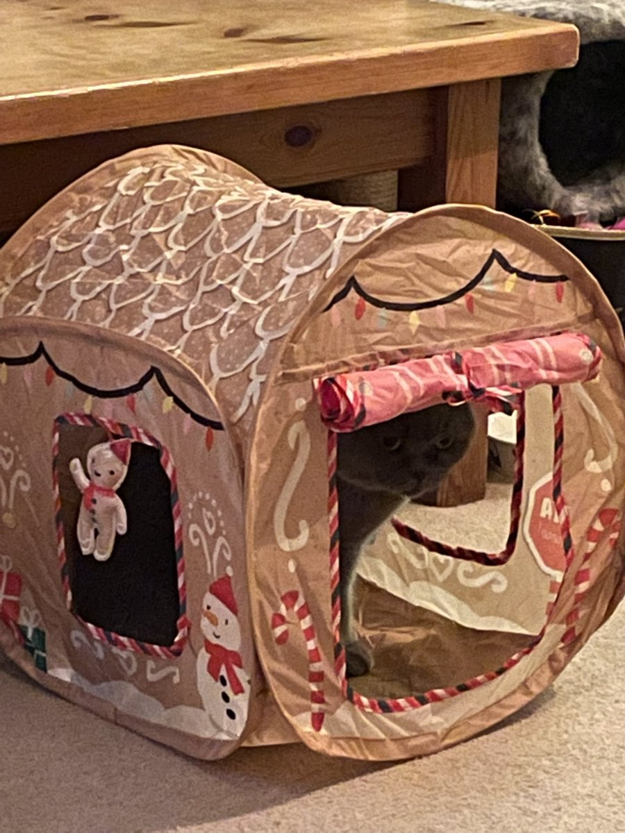 Inspecting my new gingerbread house 😺