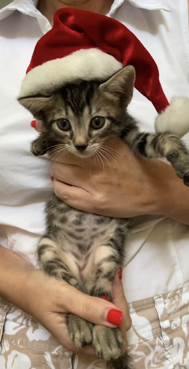 ByEVL's tweet photo. Gatitos buscan forever home! Ya comen comida seca. Tienen 7 semanas nacidos. Los criamos con bibí porque a su mamá la mataron a la semana y media de tenerlos. https://t.co/FwwCqv2iWV