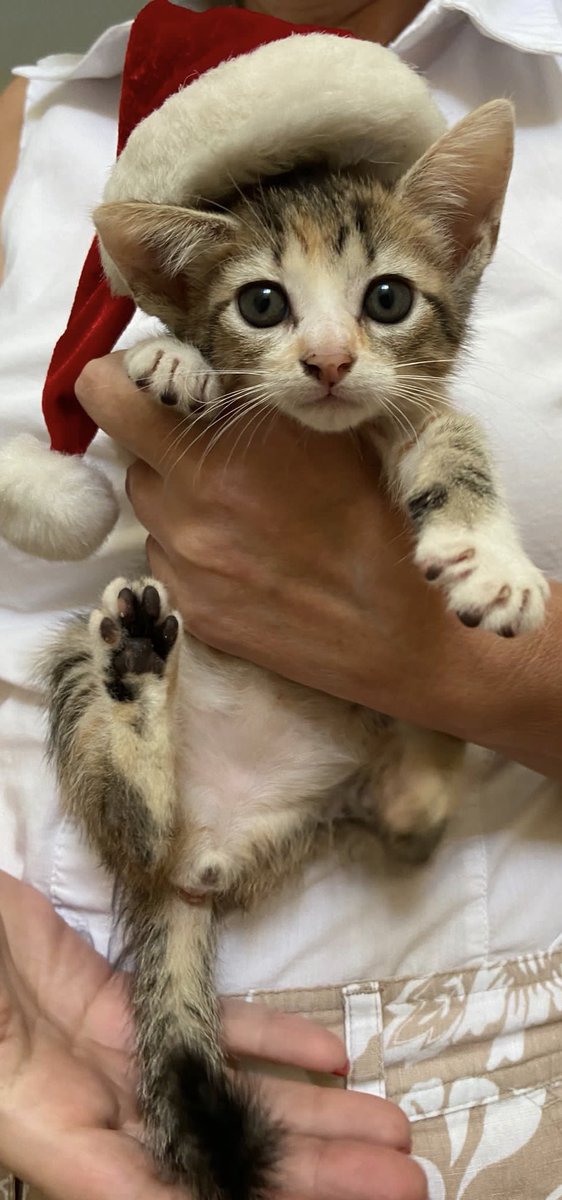 ByEVL's tweet photo. Gatitos buscan forever home! Ya comen comida seca. Tienen 7 semanas nacidos. Los criamos con bibí porque a su mamá la mataron a la semana y media de tenerlos. https://t.co/FwwCqv2iWV