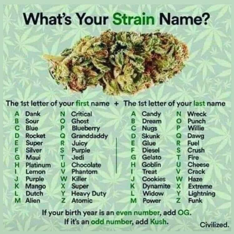 sthrnSTARshines's tweet photo. What is your strain name? Call me #PurpleSkunk https://t.co/3R2Xu75TAS