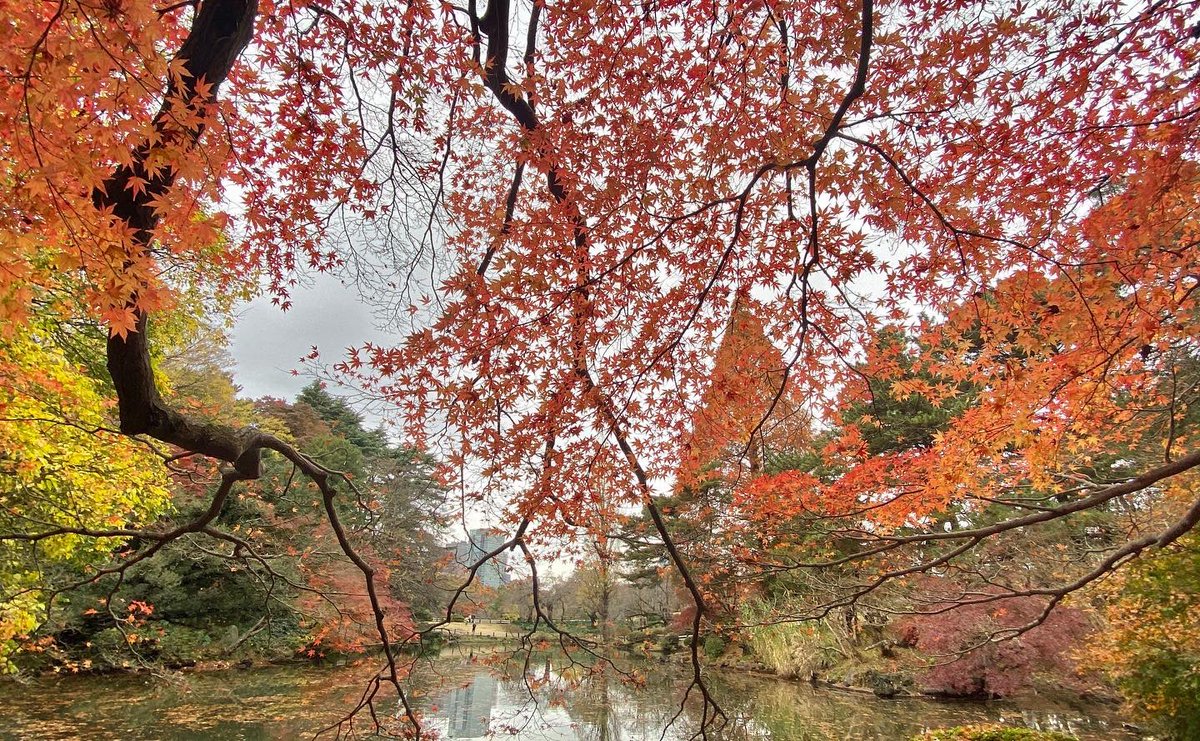 km_group_jp's tweet photo. Shinjuku Gyoen National Garden
#tokyodrive #tokyotrip #tokyotour #tokyosightseeing #tokyolife #tokyonow #tokyotravel #thingstodointokyo #mytokyois #thingstodoinjapan #tokyotourism #観光タクシー #kmタクシー #東京観光タクシー #kmtaxi #tokyotokyo #東京観光 https://t.co/R1yRyFQKOr