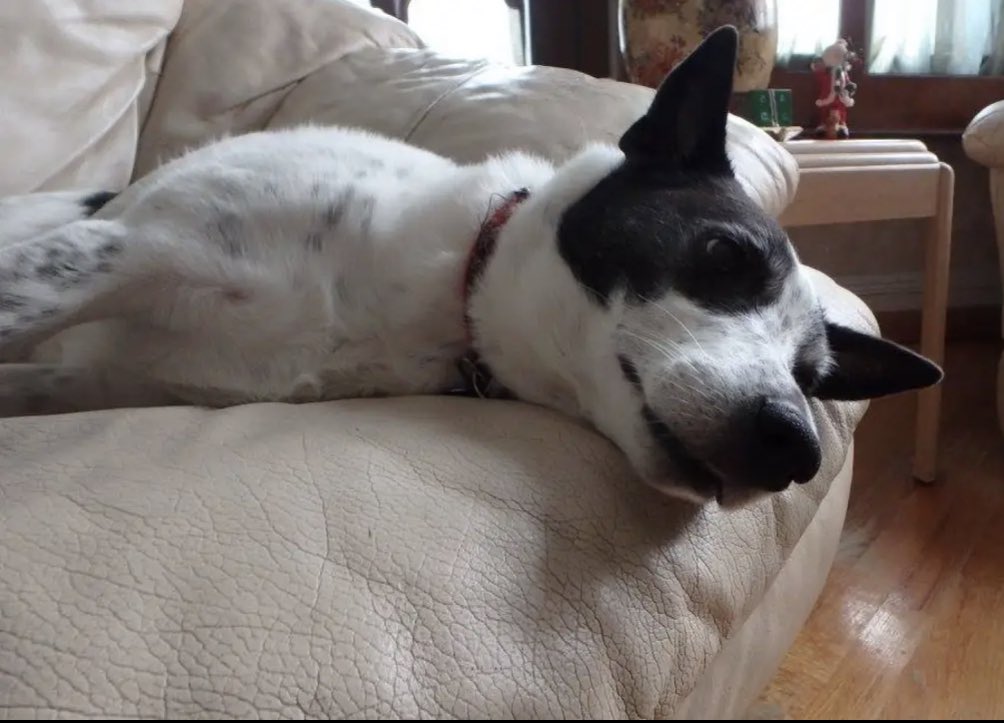 Randomly started thinking about my boy at work today and I’m holding back the tears. It’s been almost 6 months without you and it hasn’t gotten any easier. I hope you have all the treats in doggy heaven. 😔