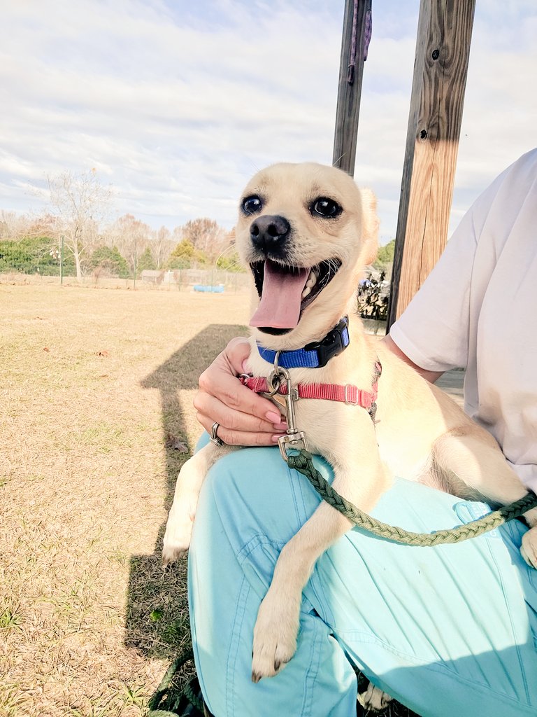 TCARPetsGA's tweet image. Say hi to Franky! Hes a Chihuahua looking a a home! Contact 706-326-7196 for more info or to schedule a meet and greet. #dogsoftwitter #AdoptDontShop #Chihuahua #RescueDogs