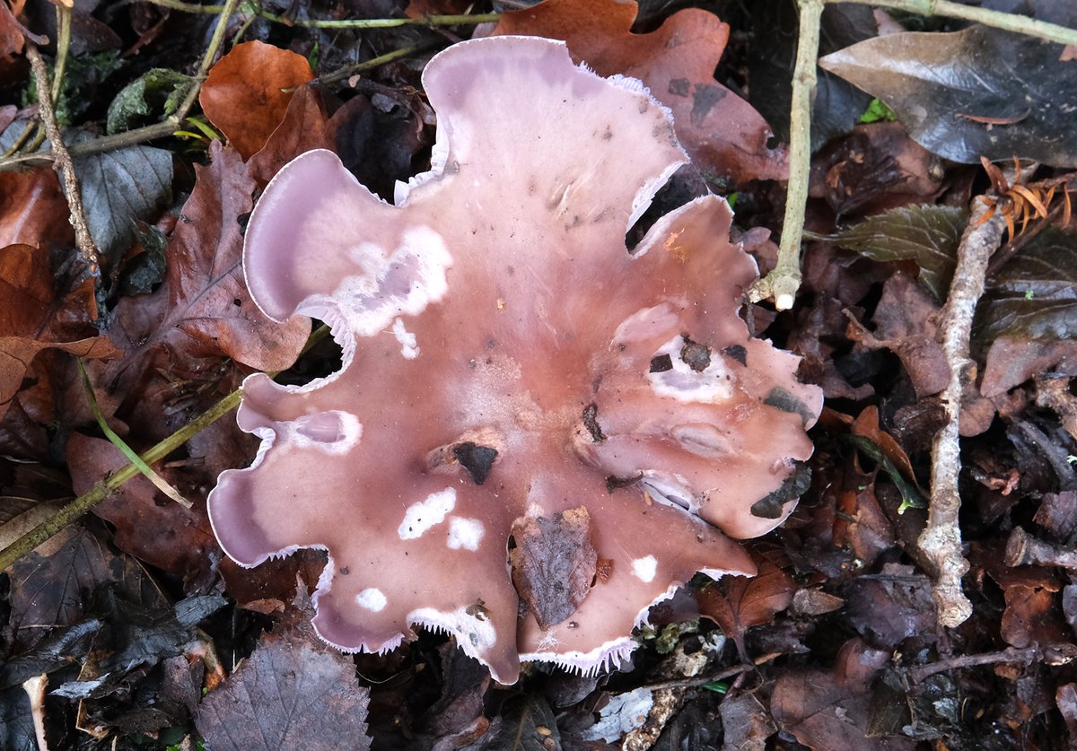 Bob McIntosh tweet media