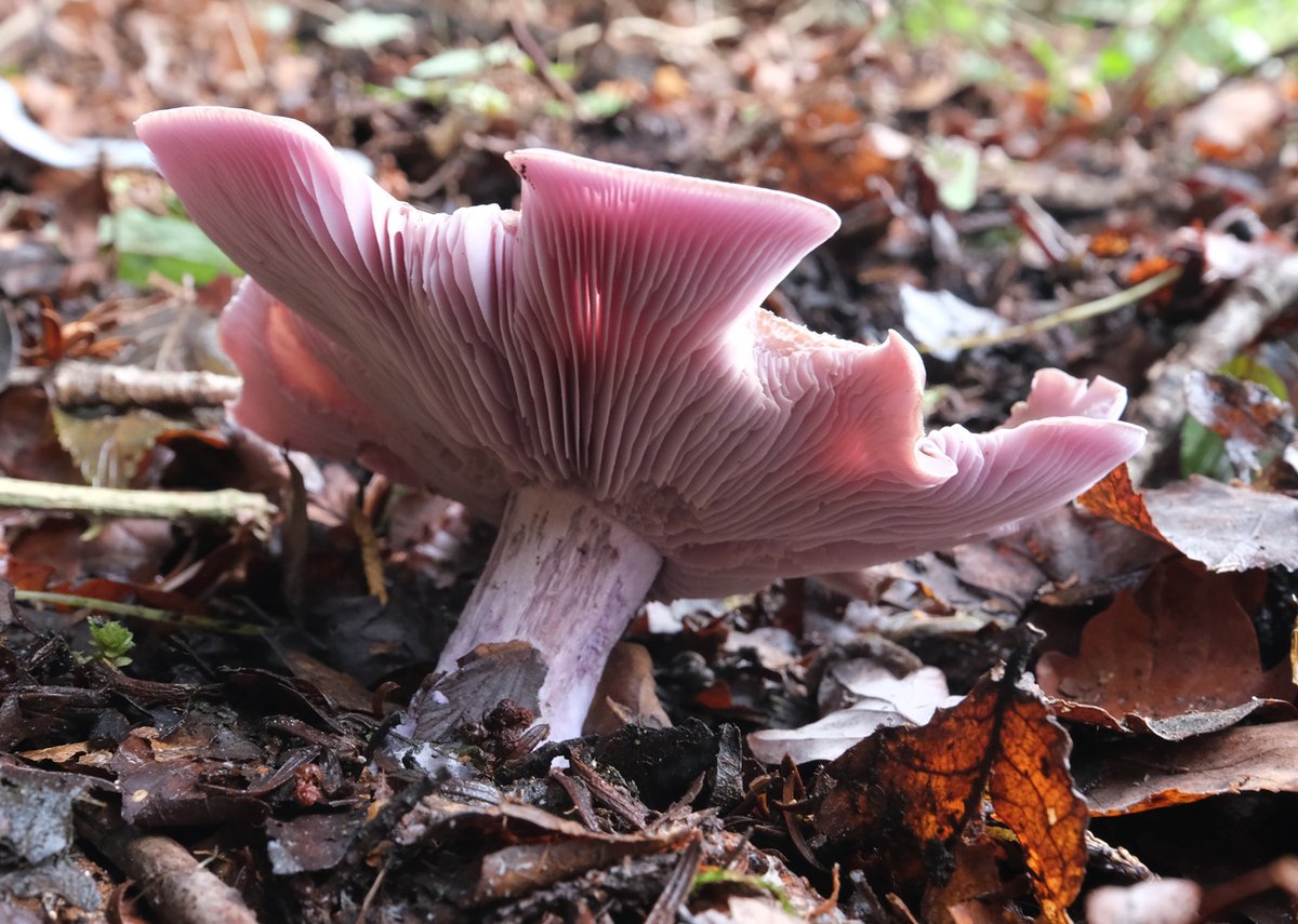 Bob McIntosh tweet media