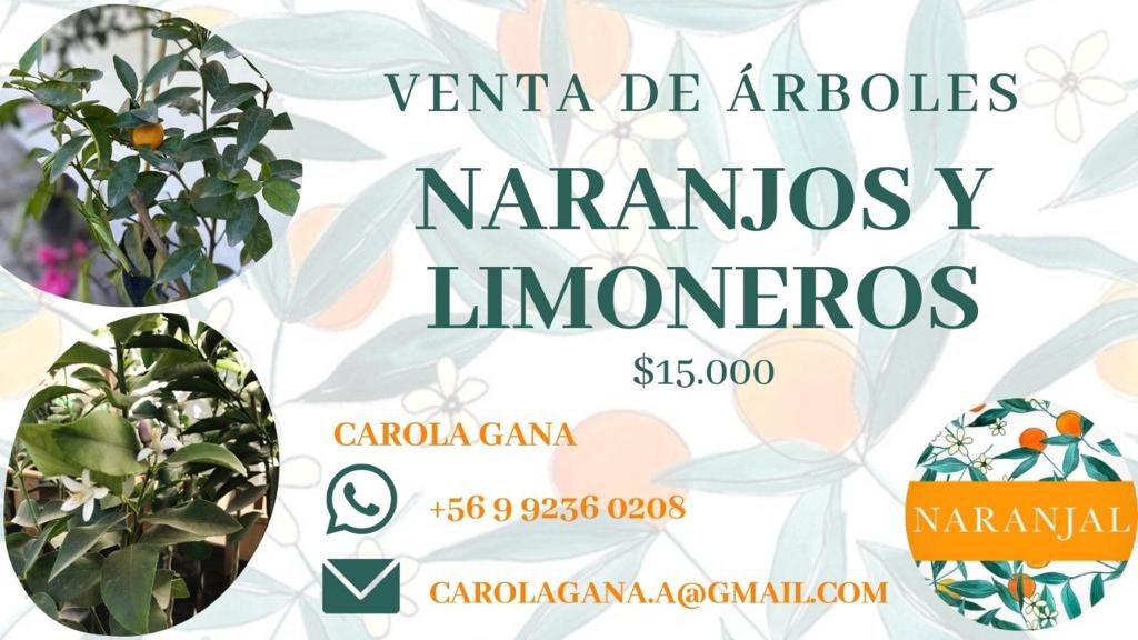 Vuelven los naranjos, limoneros y mandarinos. Regale vida y un futuro de sombra y frescura. 
RT por fa. 👇🏻