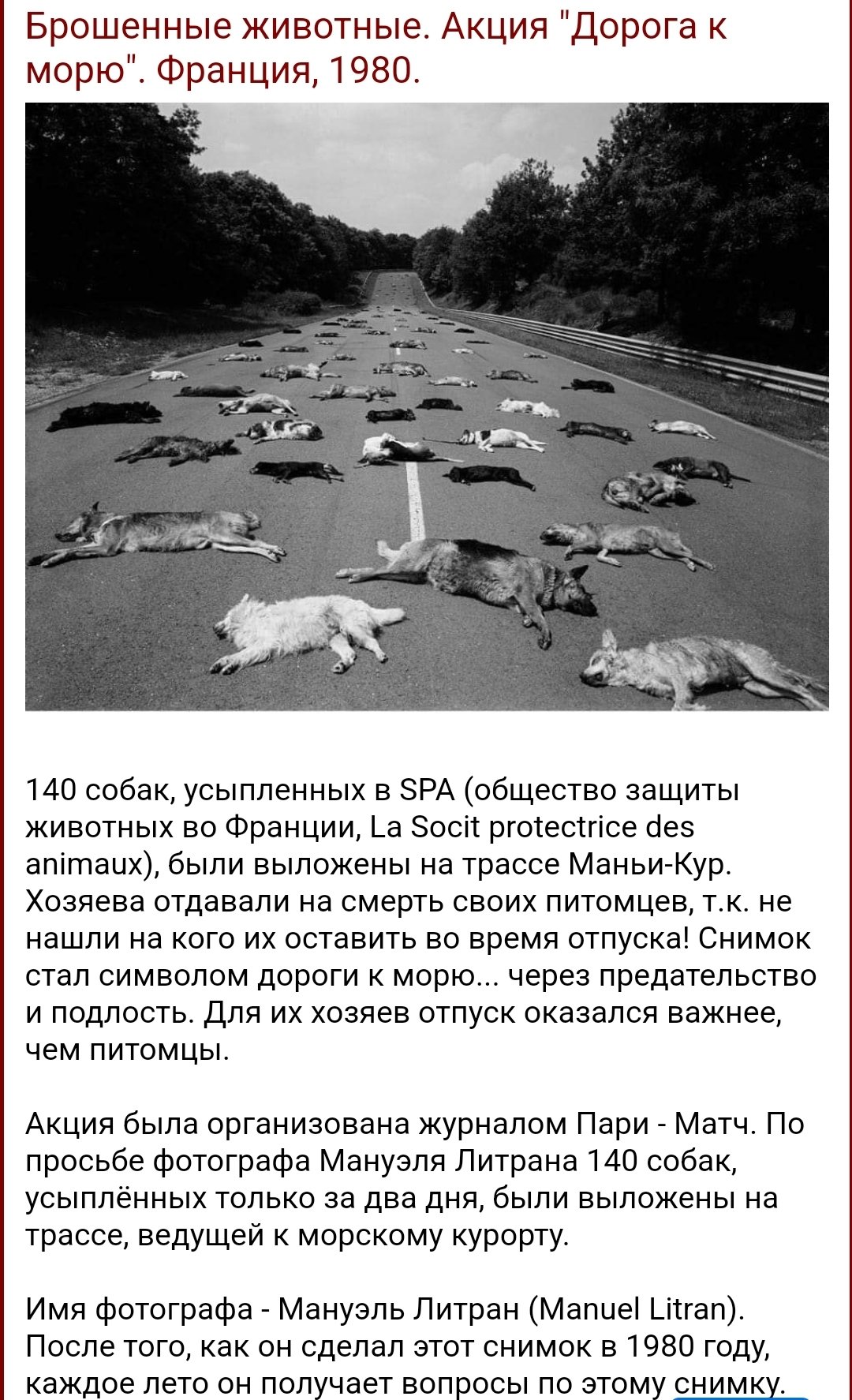 Дорога к морю Франция собаки