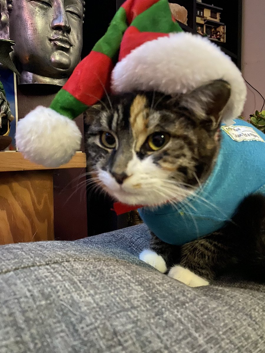 Our hooman made us do it. #Caturday #CatsOfTwitter #cats #kittens #christmas