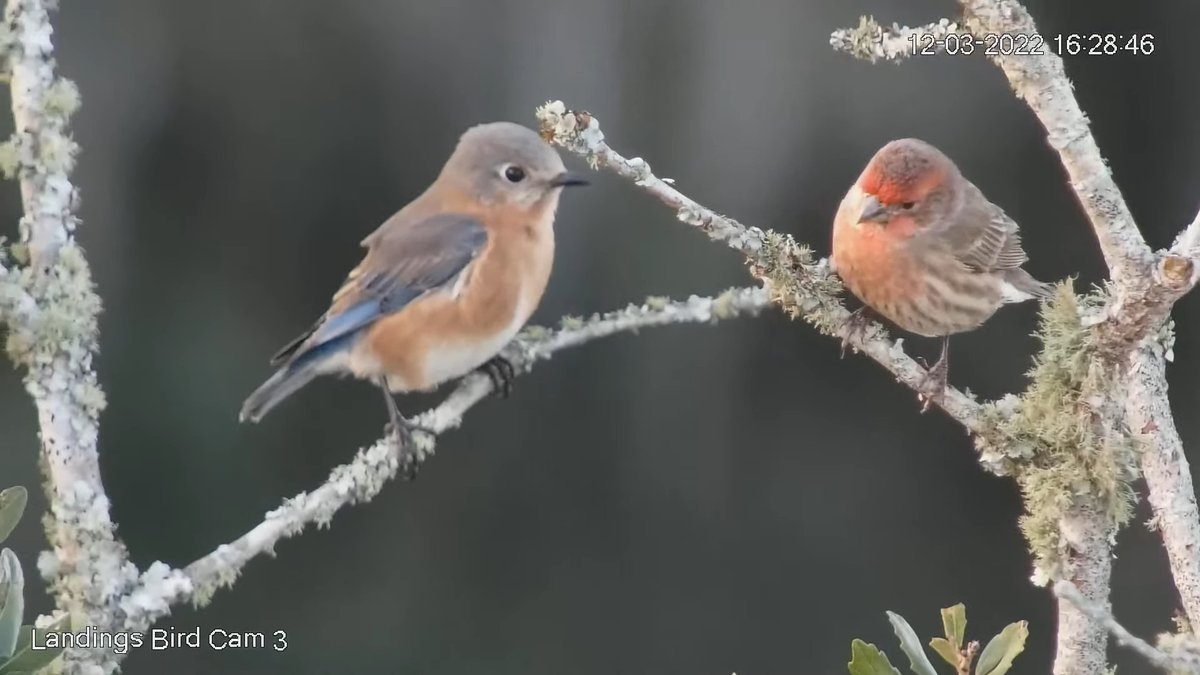 SavannahNest on Twitter "1630, 12/3 Birds on a neighborhood tour