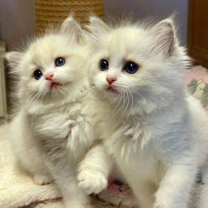 Bob Richard (@bobrich72280539) on Twitter photo 