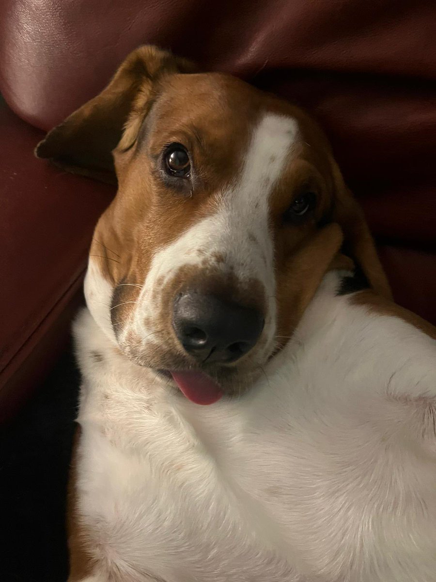 amanda whitehand tweet media