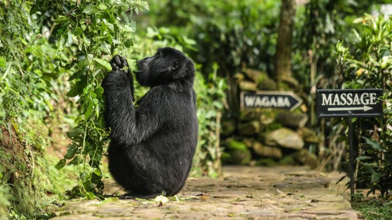 thehotelsuganda's tweet photo. Volcanoes Safaris Bwindi Lodge

Overlooking the primeval Bwindi Impenetrable Forest and with stunning views of the forest canopy across a serene stream, Bwindi Lodge is one of Africa’s unique lodges.
Now listed with 

THE HOTELS IN UGANDA®

https://t.co/EAR2m3iHXK https://t.co/90sQnBzibv