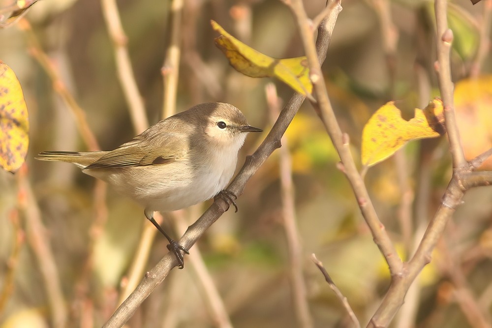 VerweijJochem's tweet photo. One of the three Siberian chiffchaffs i found yesterday at #hoekvanholland https://t.co/MwO44BxngD