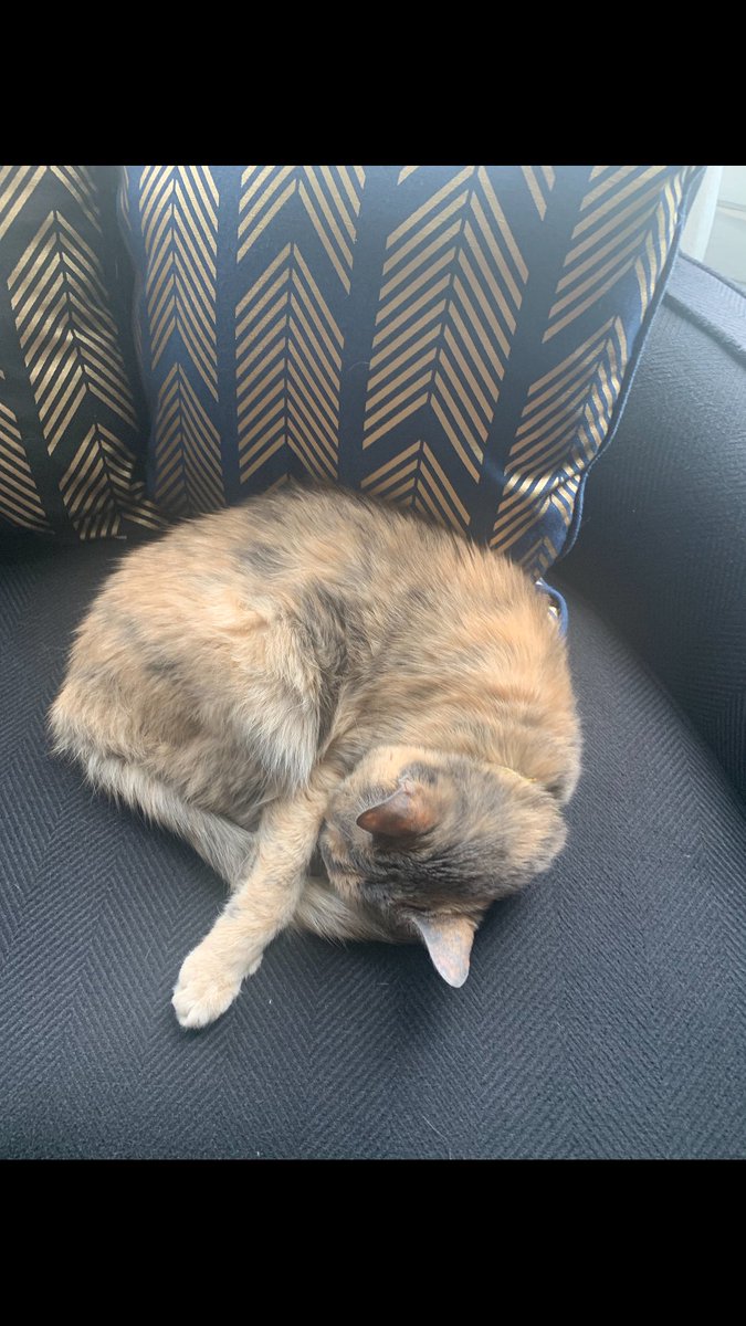 SF Noe valley Twitter please keep an eye out for this LOST lady cat Miss Snickers around 22nd St. and Castro. Phone number on collar —  please RETWEET