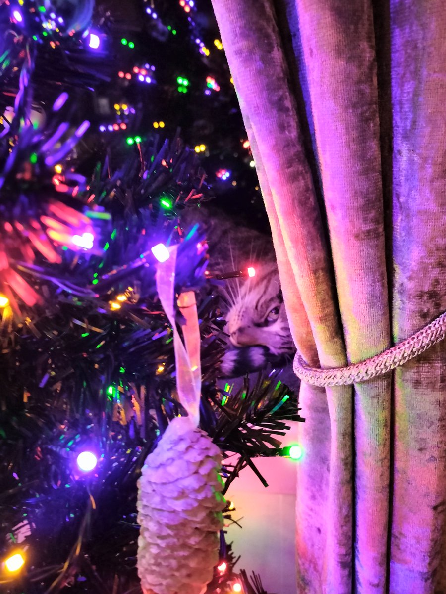 LokiLeonardo's tweet photo. Twinkle twinkle, Christmas Tree.
Could that acorn be for me?🎄🎄🎄 👍🐈‍⬛❤️ #christmas2022 #CatsofTwittter #Cat https://t.co/ybLbcqEdos