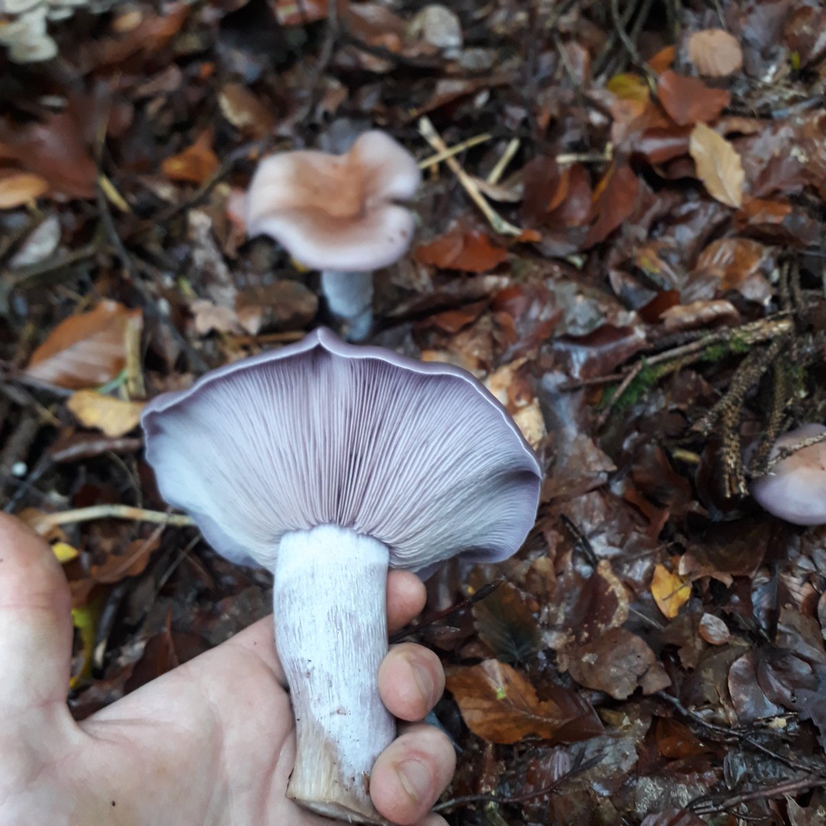 Myzelika tweet media