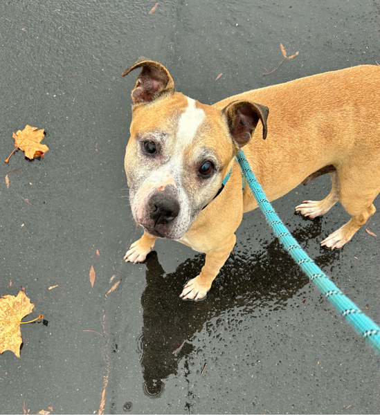 #Dog #Carmela_CCSTCA_04 Such a sweet, loving girl! https://t.co/v1rOffyndu https://t.co/2K4BnSi18l