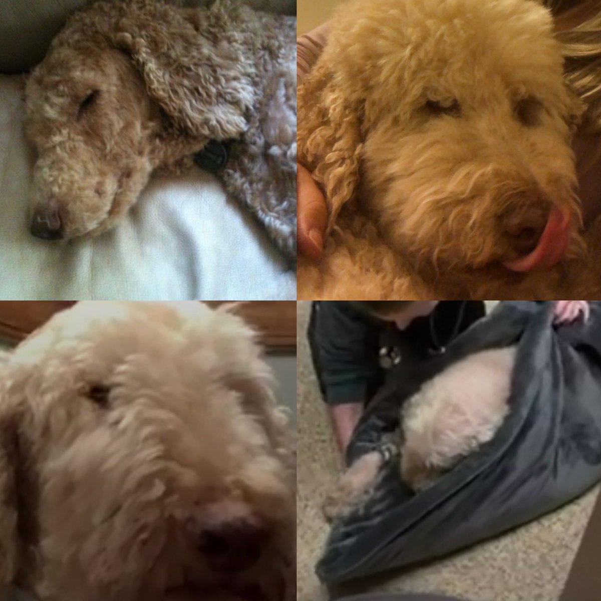 MattWallace888's tweet image. Just said goodbye to my pup of 12 years. Sometimes it feels like humans don’t even deserve dogs! 🥺