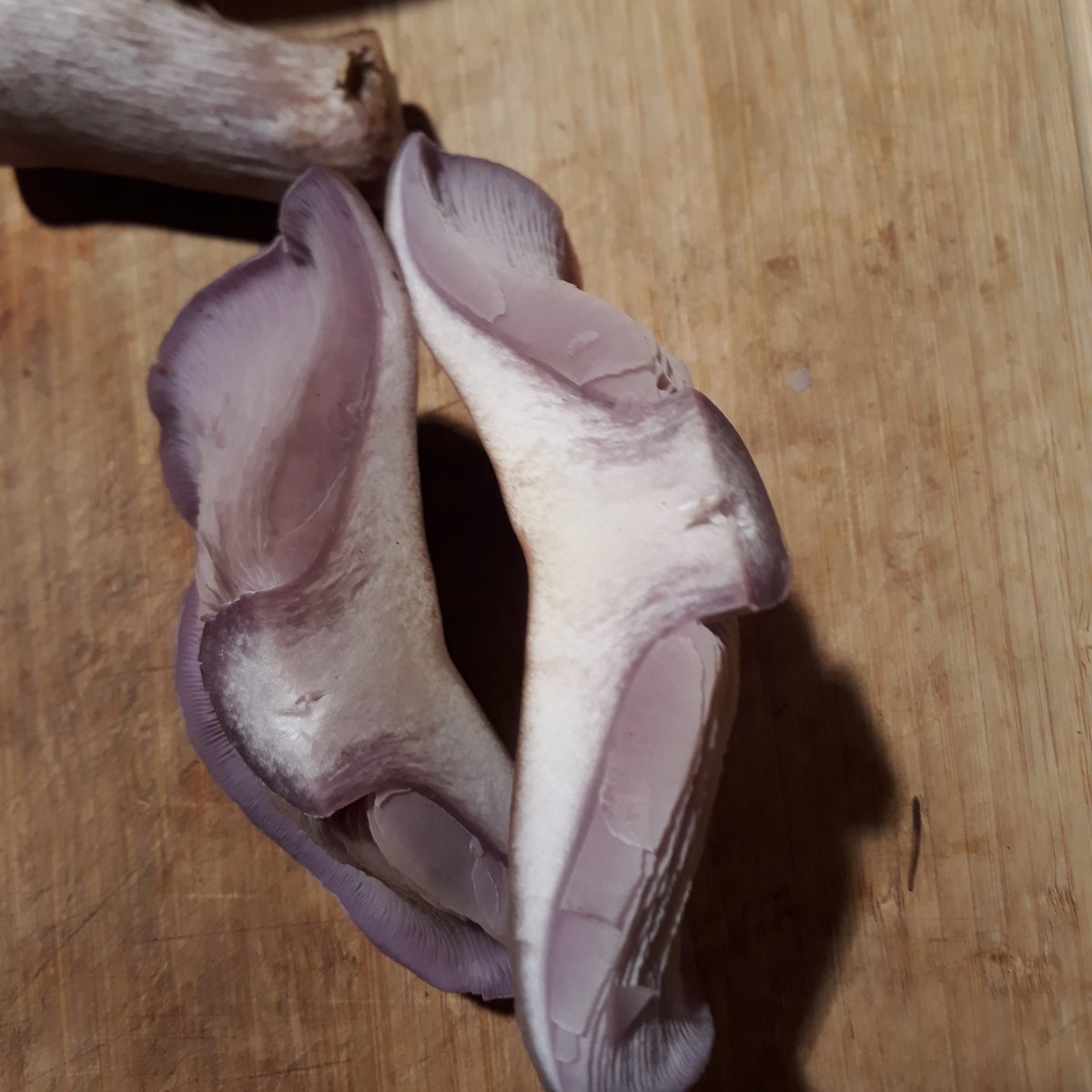 Myzelika tweet media